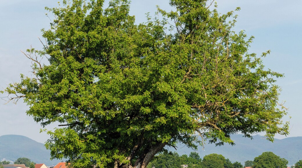 Designation: Service tree Type: Natural monument Description: Sorbus domestica Number: ND-7337-179 Place: Local municipality Böbingen, Collective municipality Edenkoben, District Südliche Weinstraße, Rhineland-Palatinate, Germany Location: East of Böbingen Field strip: An der Speßgasse