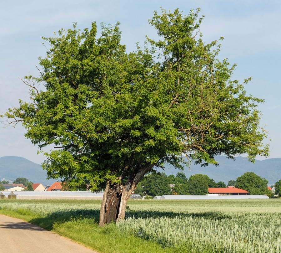 Ein Baum in einem Feld, im Hintergrund Gebäude und Berge.