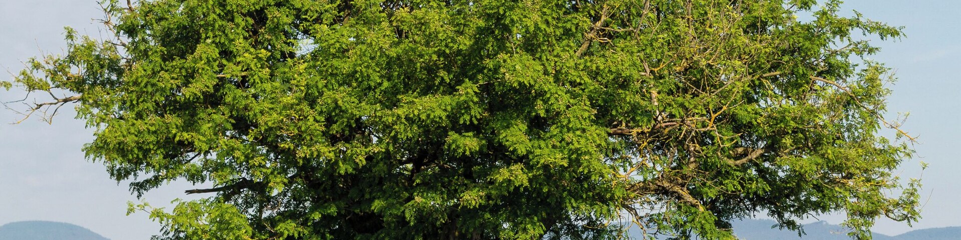 Designation: Service tree Type: Natural monument Description: Sorbus domestica Number: ND-7337-179 Place: Local municipality Böbingen, Collective municipality Edenkoben, District SĂŒdliche WeinstraĂe, Rhineland-Palatinate, Germany Location: East of Böbingen Field strip: An der SpeĂgasse