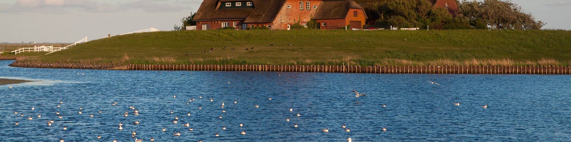 Blick auf die Kirchwarft, Hallig Hooge, Nordsee, Schleswig-Holstein, Deutschland