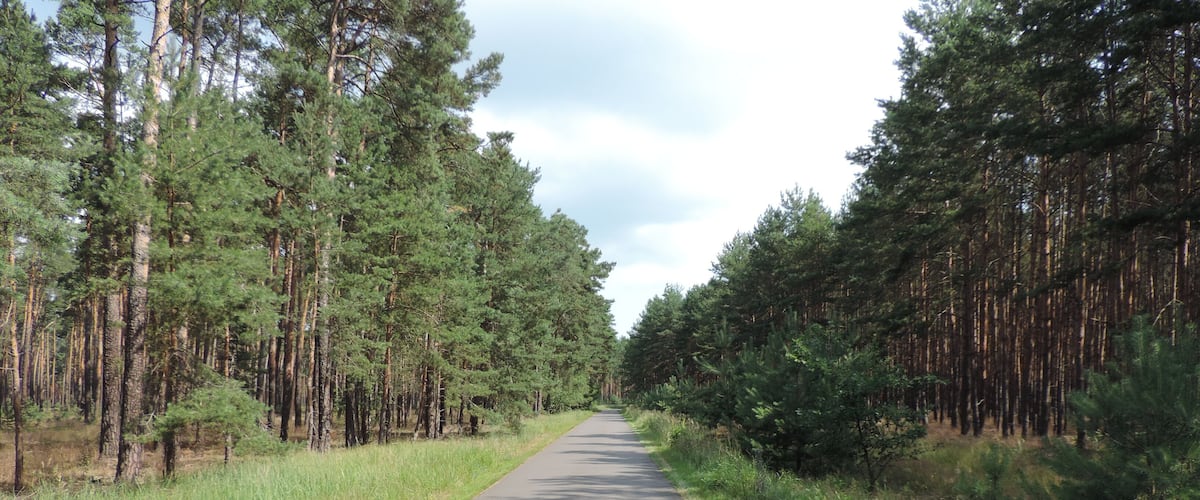 A paved road flanked by dense pine forests under a partly cloudy sky.