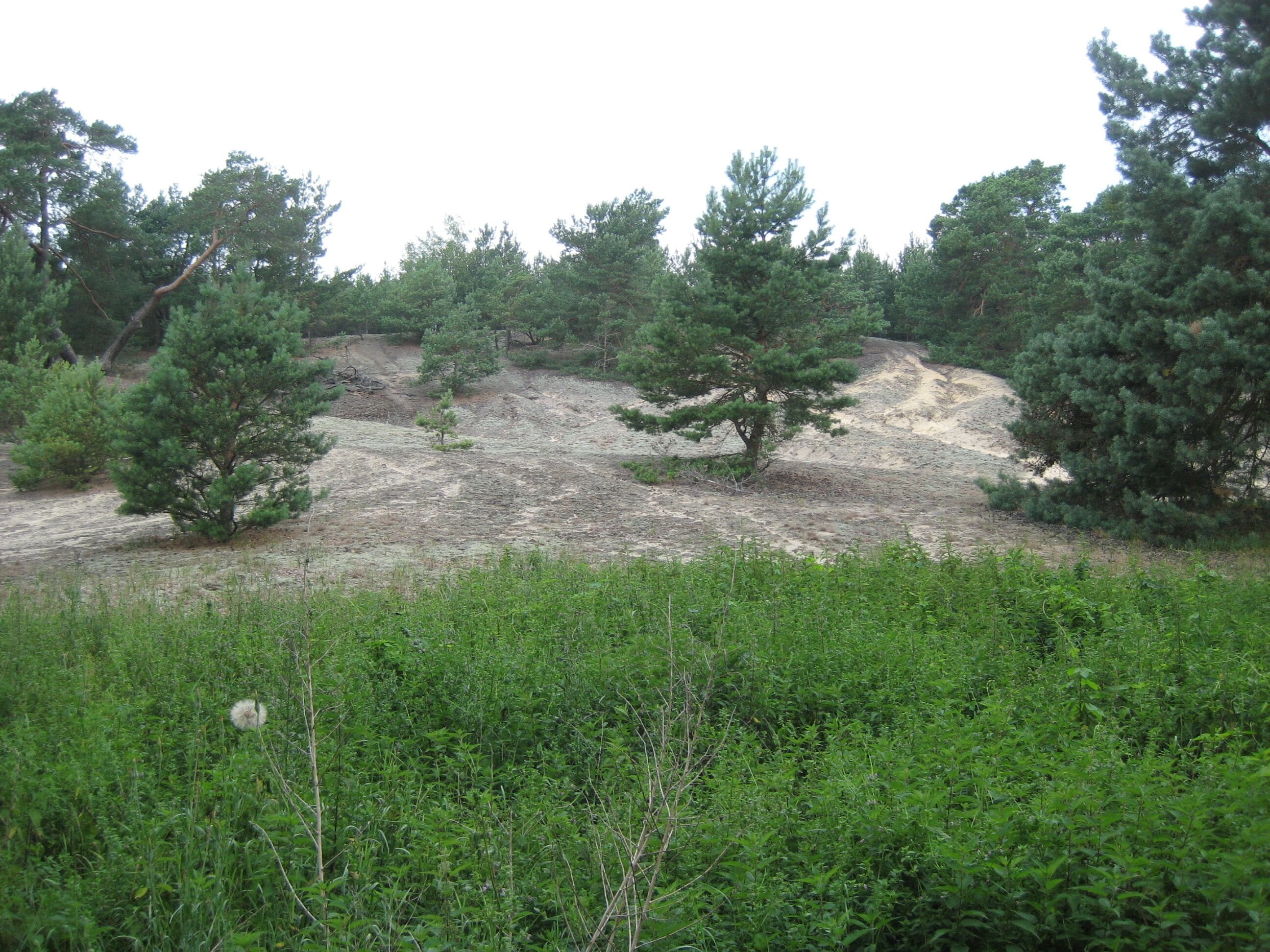 Dahmeradweg - Märkische Idylle (Kiefern und Sand) bei Friedrichshof
