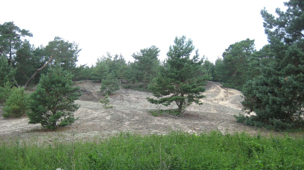 Dahmeradweg - Märkische Idylle (Kiefern und Sand) bei Friedrichshof