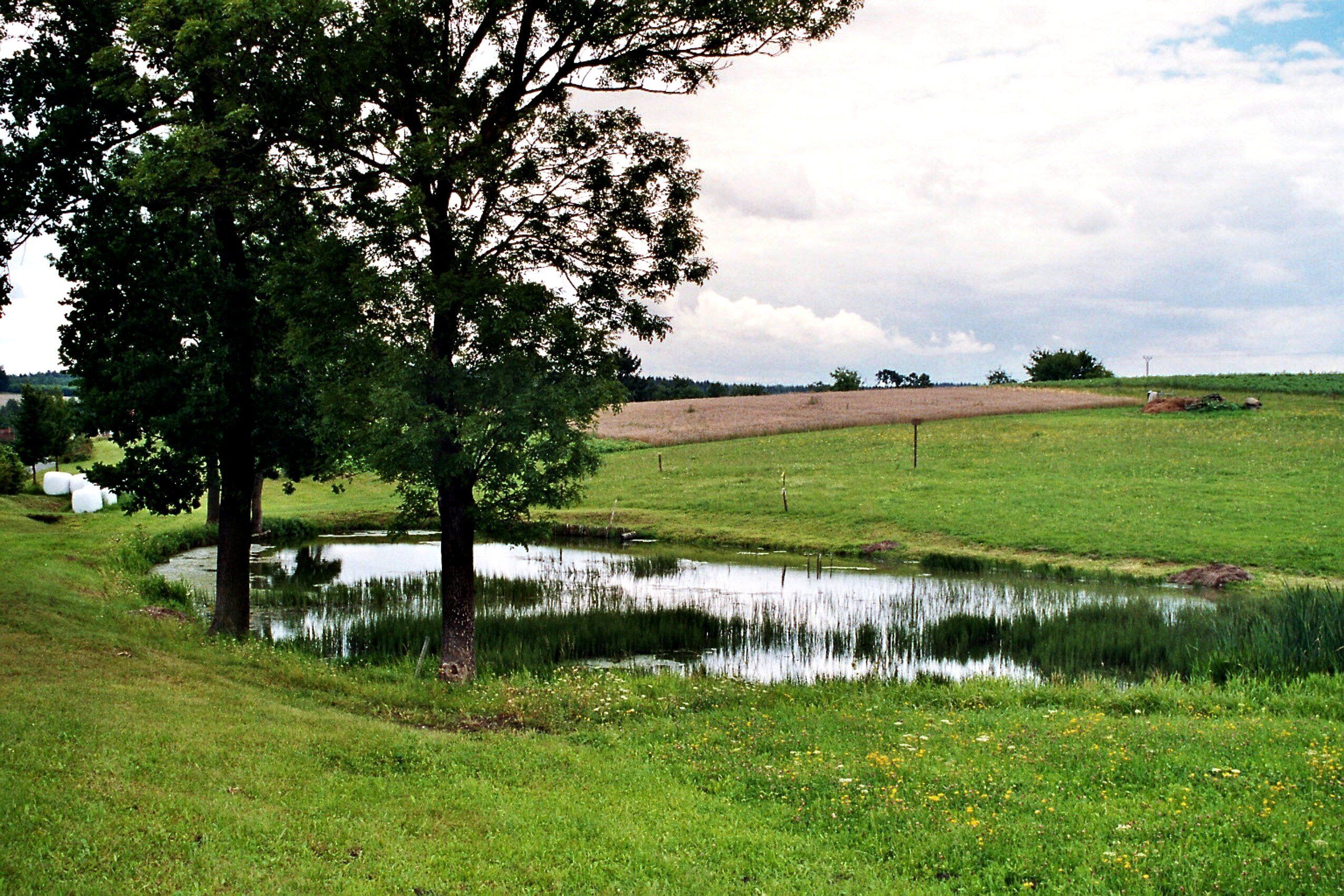 A grassy field with a pond, a large tree, and a distant hill.