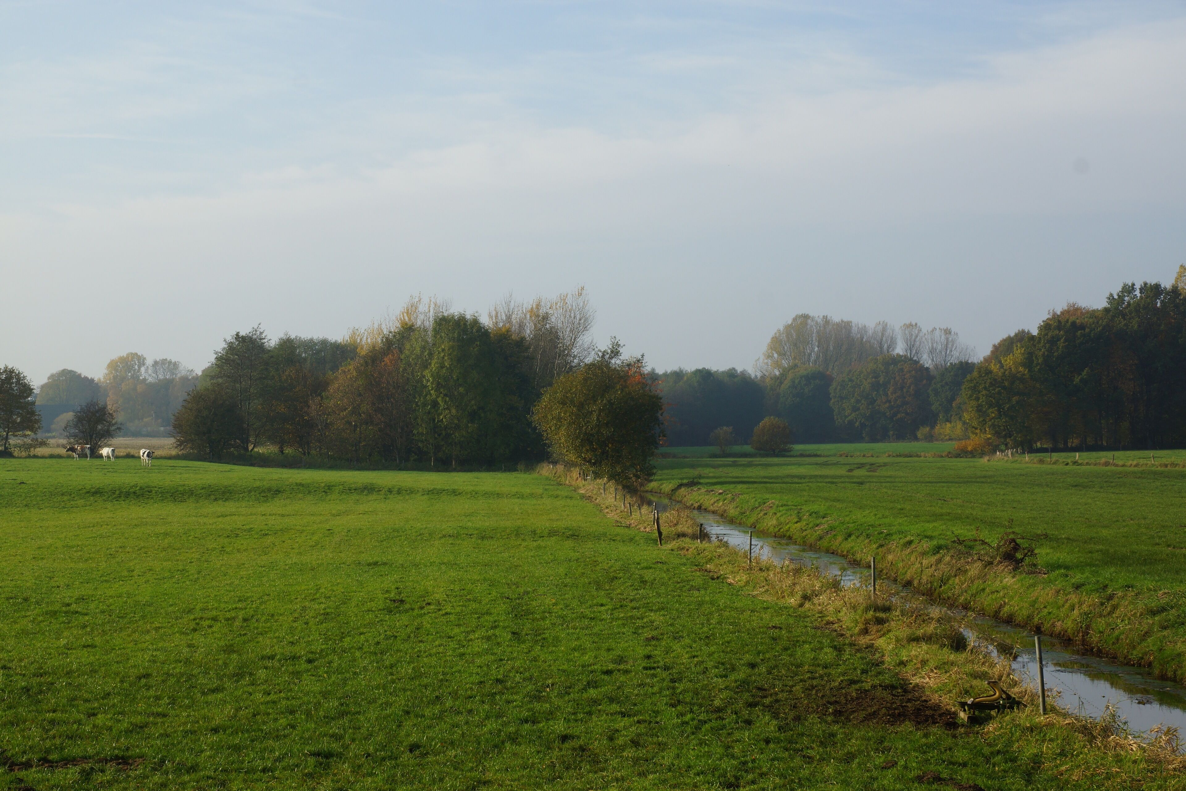 A green field with a small stream and trees in the background.