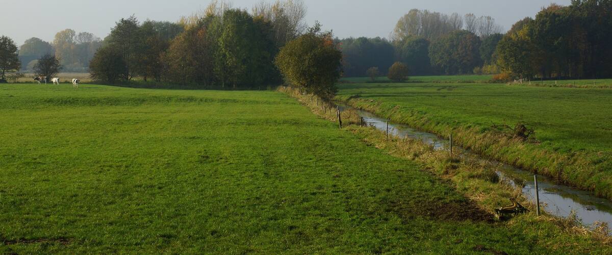 A green field with a small stream and trees in the background.