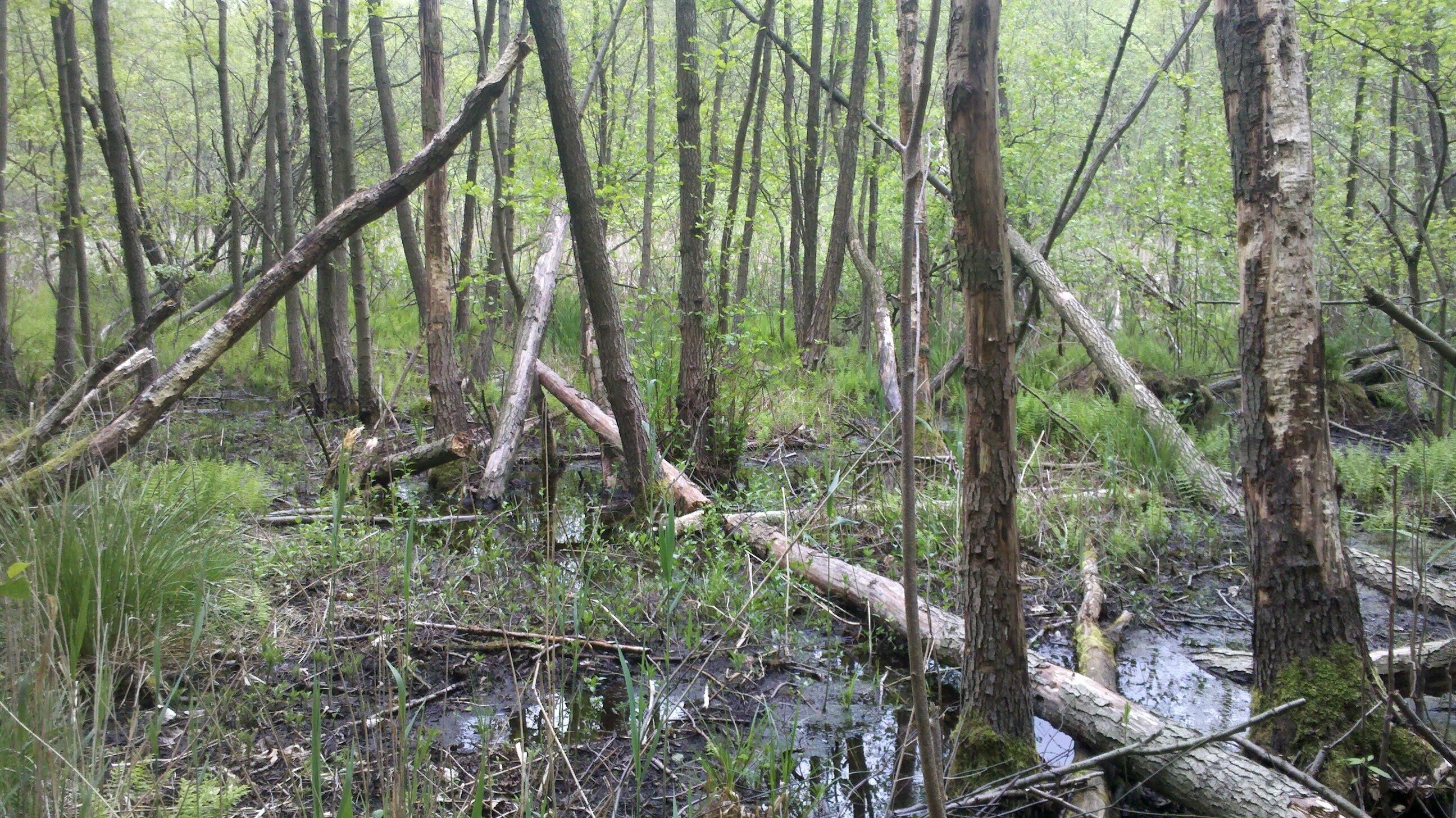 Böhmerheide, Schorfheide: Der fast vollständig verlandete Papensee
