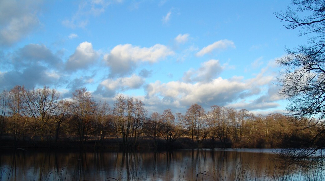 Böhmerheide, Schorfheide: Blick über den Weißen See auf das in der Wintersonne liegende Nordufer