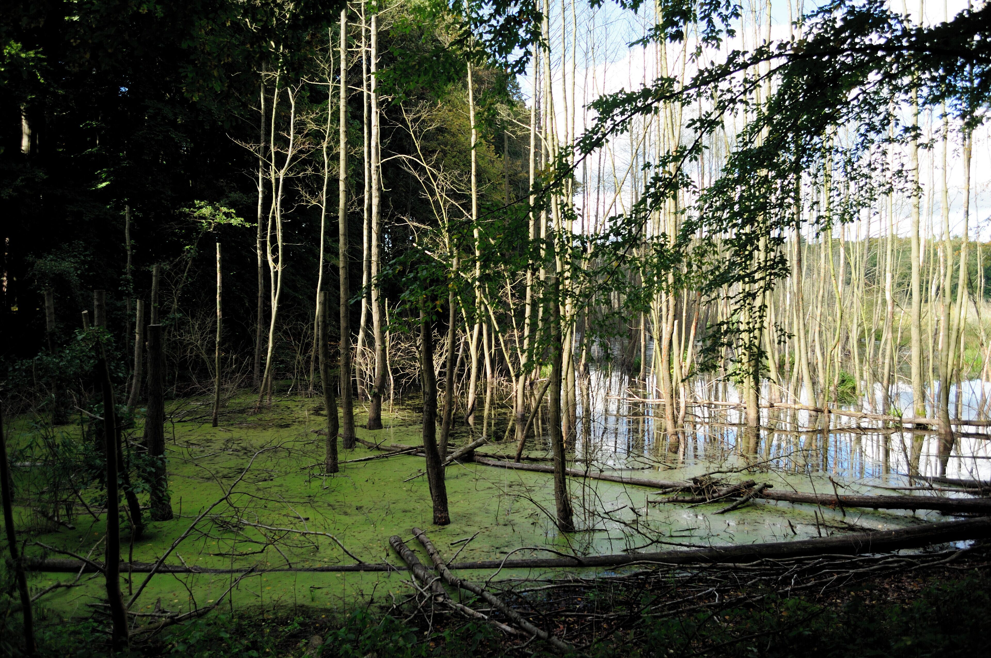 Fliegener Teich, NSG Kienhorst/Köllnsee/Eichheide innerhalb des LSG/Biosphärenreservats Schorfheide-Chorin: südöstliche Ecke des NSG, entlang der L220