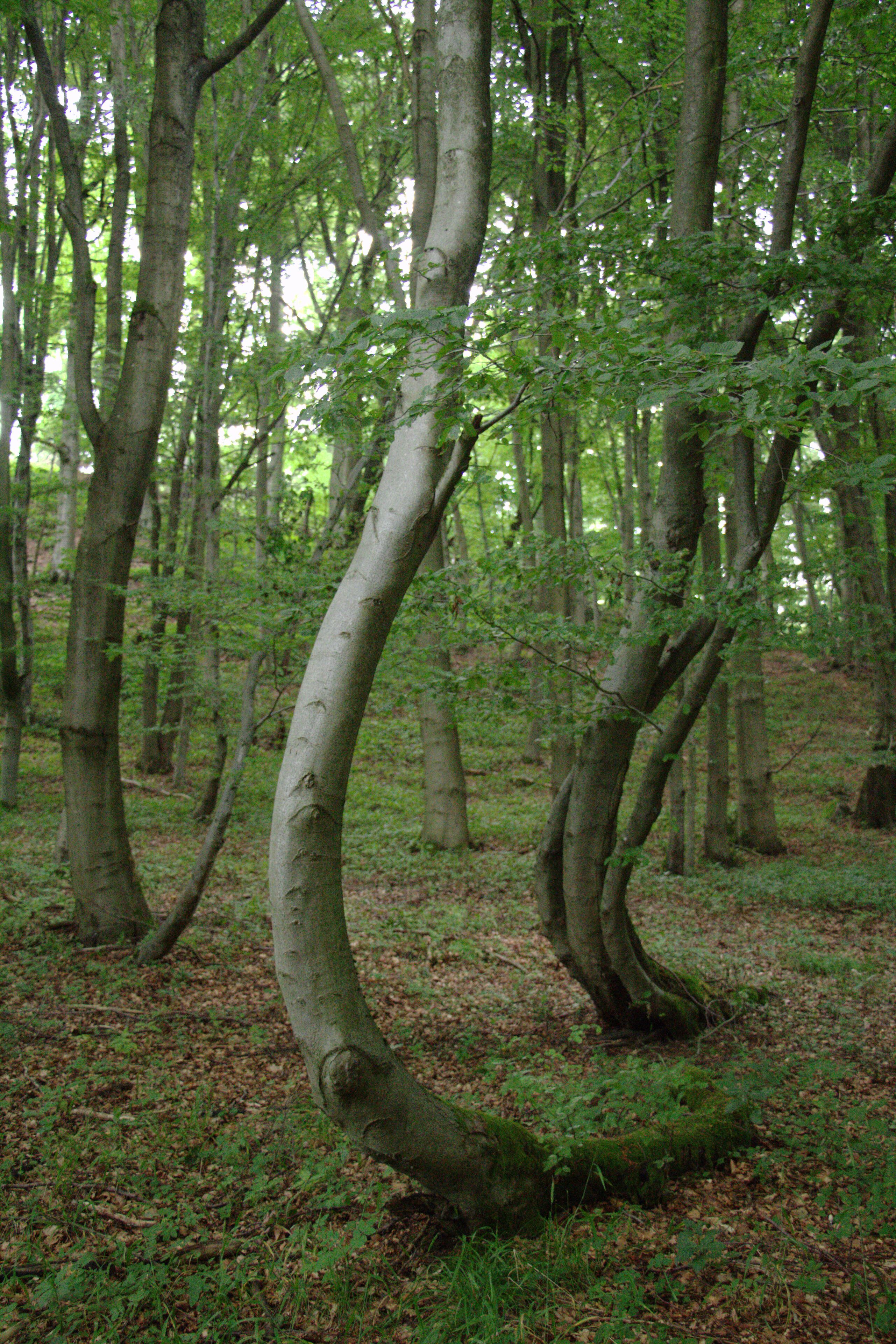 This is a picture of the protected area listed at WDPA under the ID