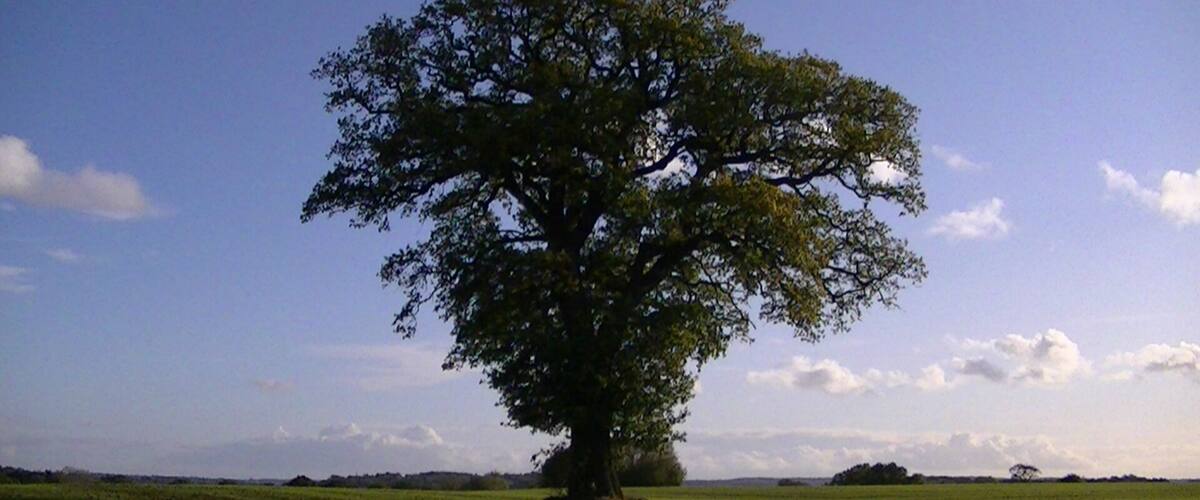 A large tree in a green field with a clear sky.