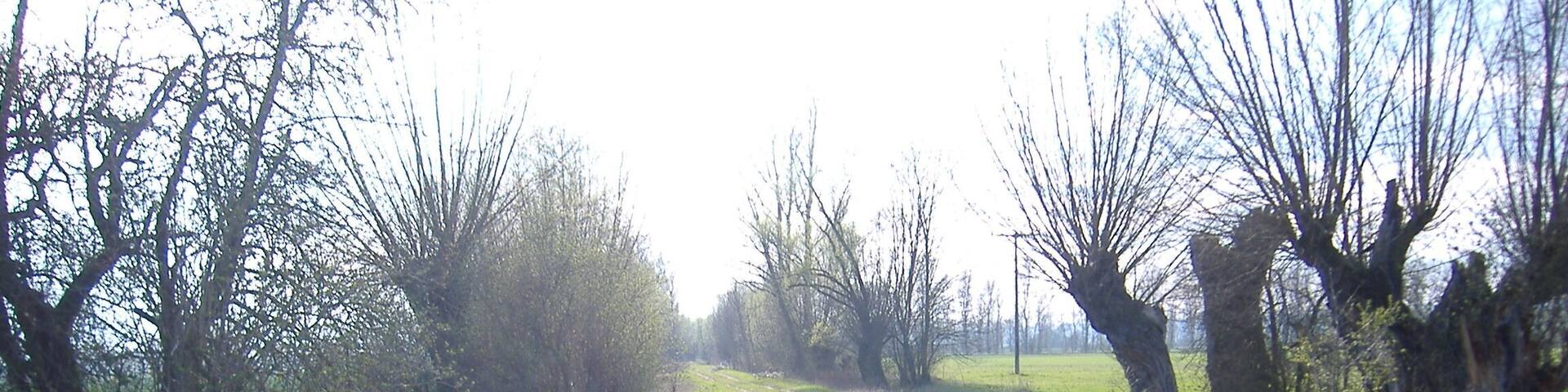 Etzleben - MĂŒhlweg Kopfweiden im Unstrutried