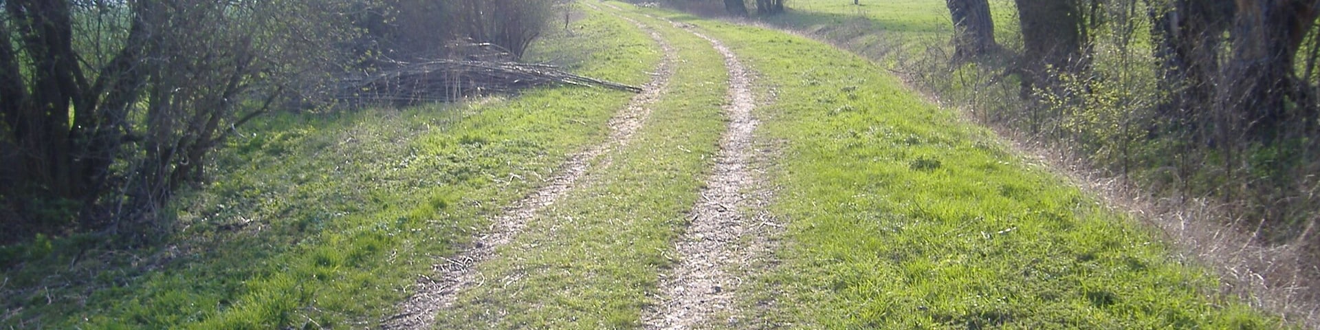 Etzleben - Mühlweg Kopfweiden im Unstrutried