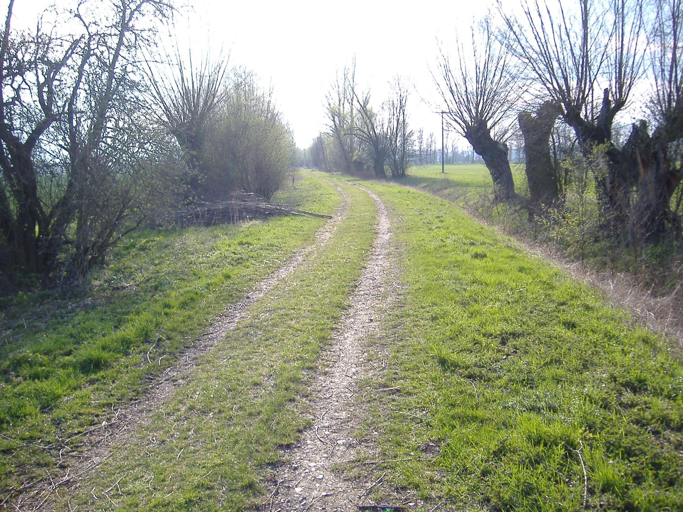 A rural dirt path flanked by trees and grass.