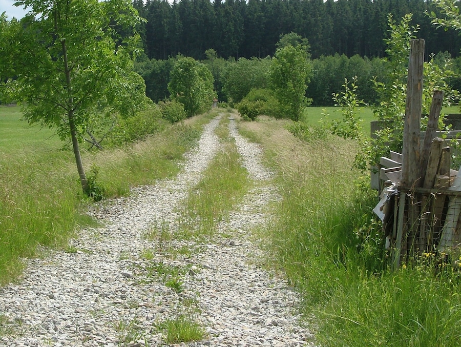 A gravel path flanked by trees and grass, leading into a forested area.