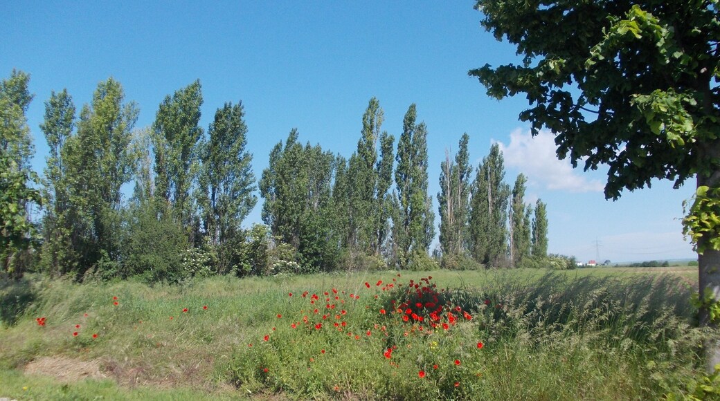 Windbreak near Alberstedt (Farnstädt, district: Saalekreis, Saxony-Anhalt)