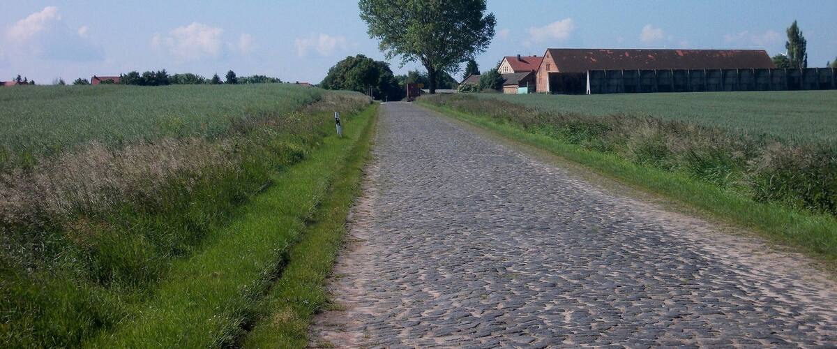 A cobblestone path leading to a large tree and a building with a red roof.