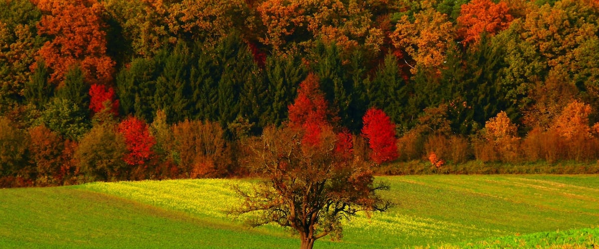 A tree in a field with a forest in the background.