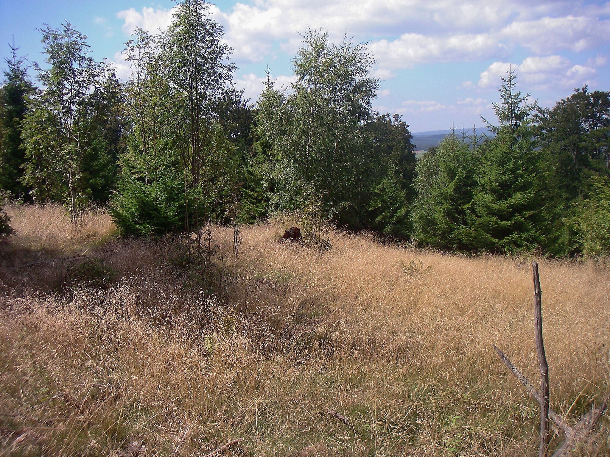 Saar-Hunsrück-Steig im Nationalpark Hunsrück Hochwald, zwischen Dollberg und Friedrichskopf