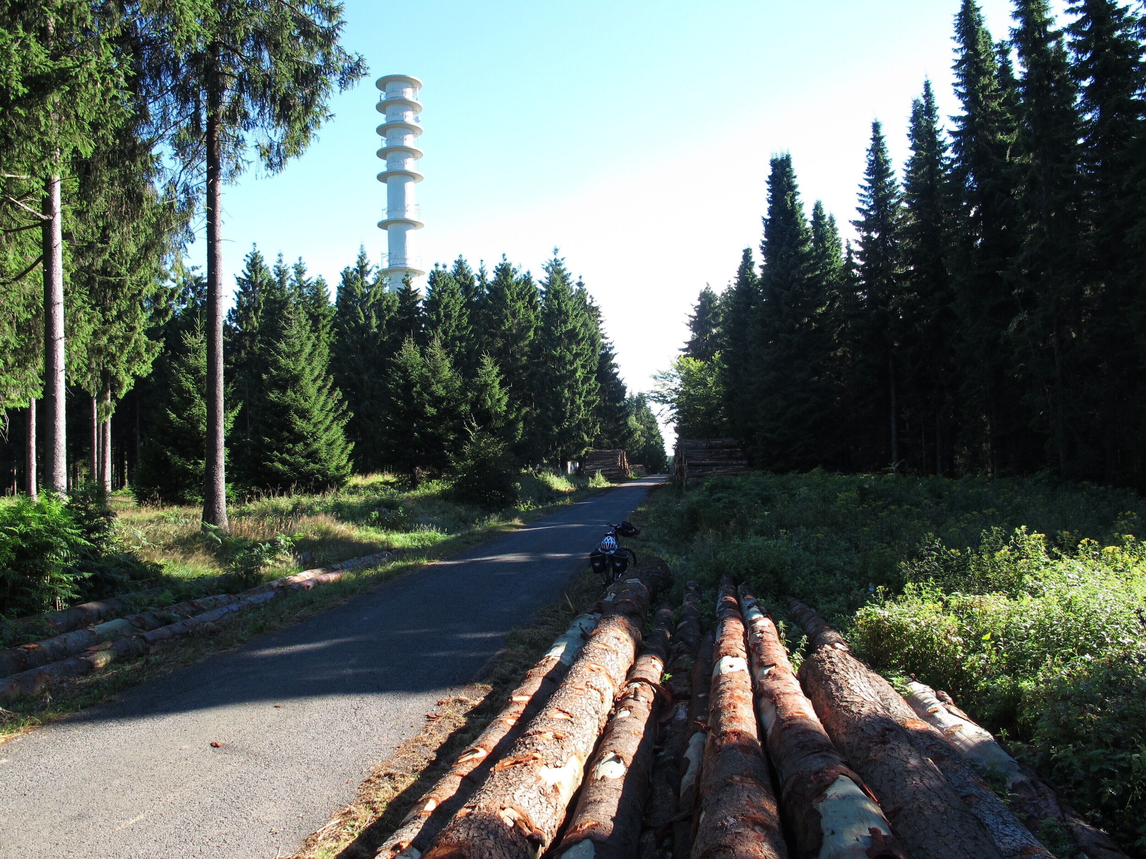 A forested road with a cyclist, tall trees, and a utility pole.