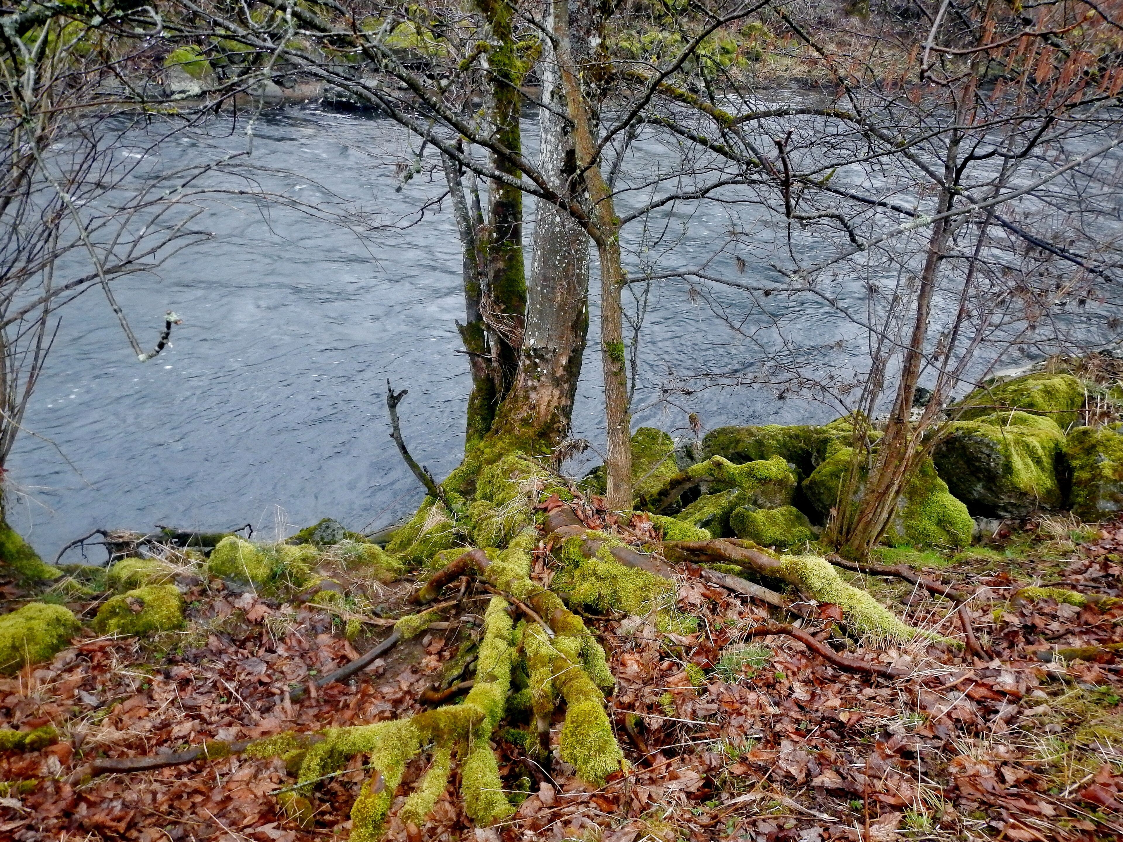 Beim 366 km langen Neckartalradweg: Vermooste Wurzeln am Neckar