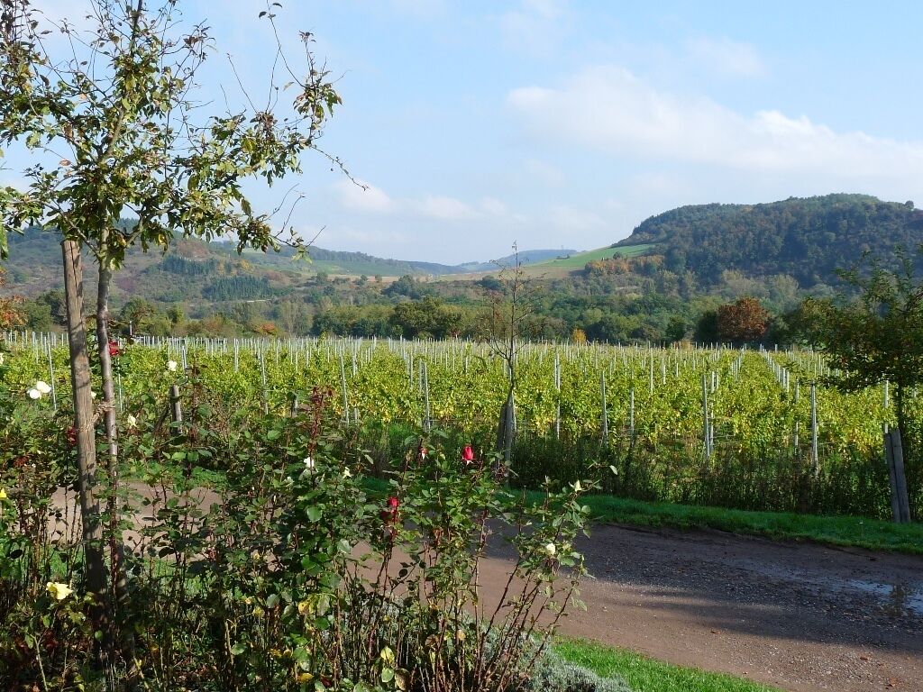 Blick von oben über den Weinberg am Disibodenberger Hof, Unterhang des Disibodenbergs, Odernheim am Glan