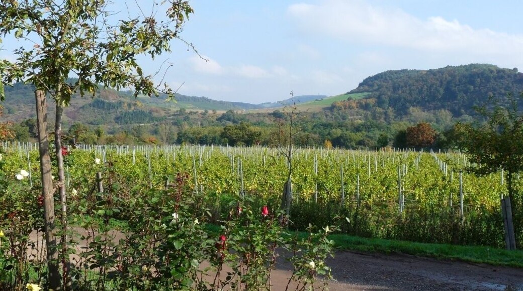 Blick von oben über den Weinberg am Disibodenberger Hof, Unterhang des Disibodenbergs, Odernheim am Glan