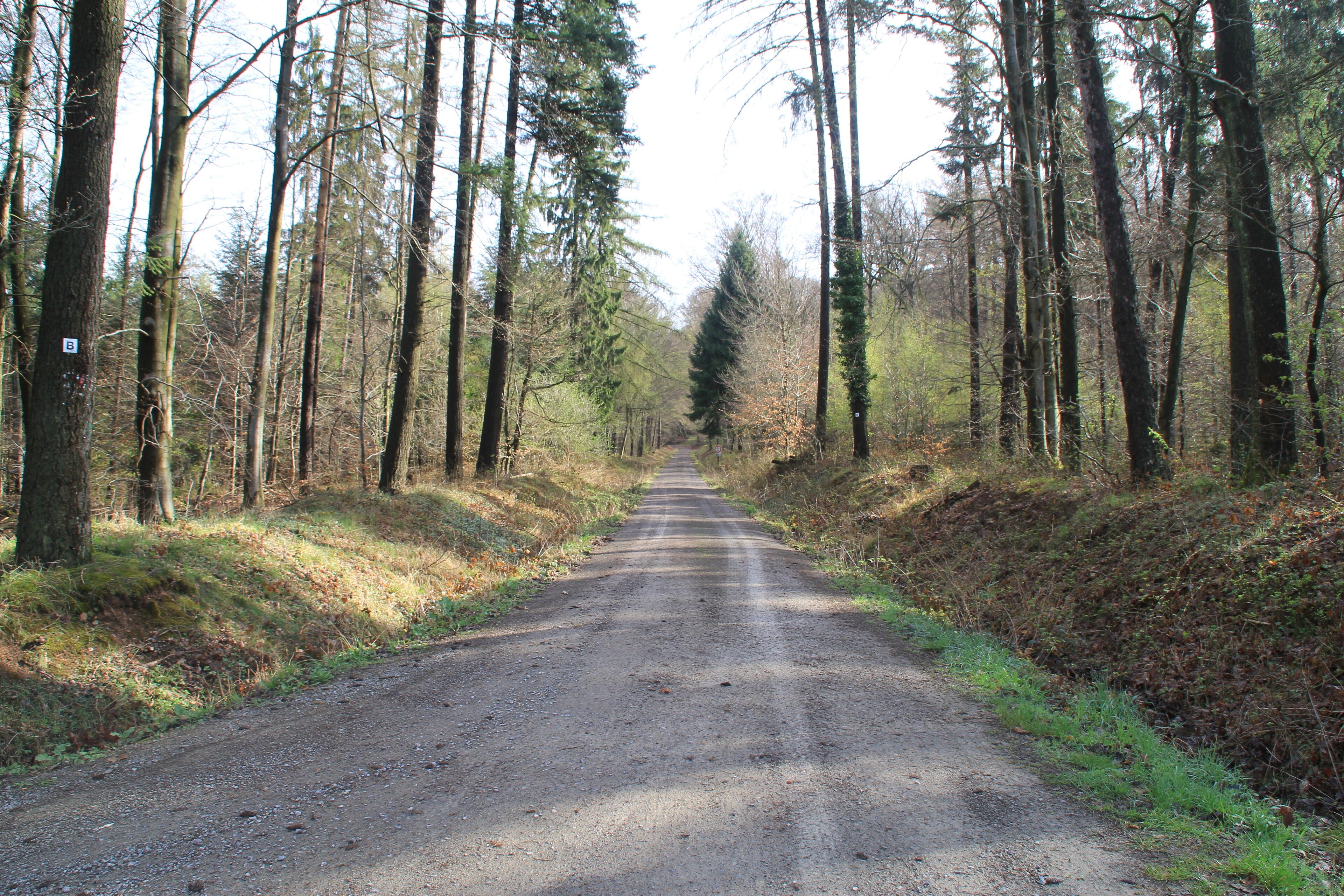 Die Birkenhainer Straße (Altstraße) bei Geiselbach, Bayern. Links im Bild ist an einem Baum das Hinweisschild "B" zu erkennen.