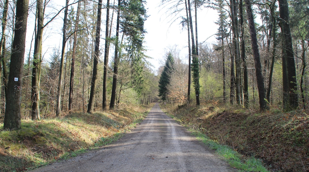 Die Birkenhainer Straße (Altstraße) bei Geiselbach, Bayern. Links im Bild ist an einem Baum das Hinweisschild "B" zu erkennen.