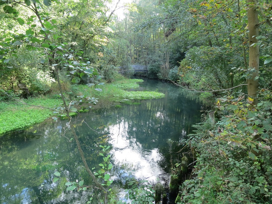 A narrow river surrounded by dense greenery and trees.