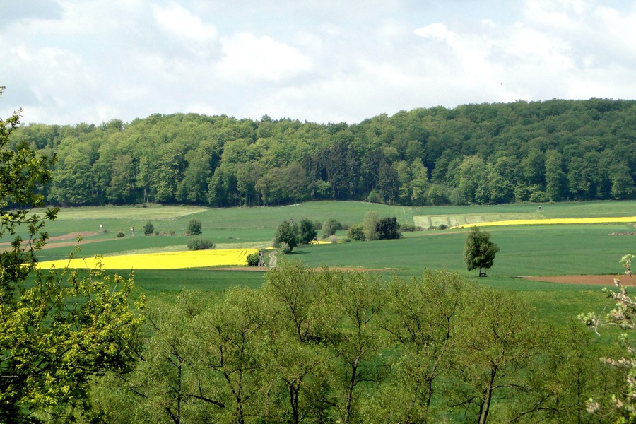 A lush green landscape with a forested hill in the background and a field of yellow flowers in the foreground.