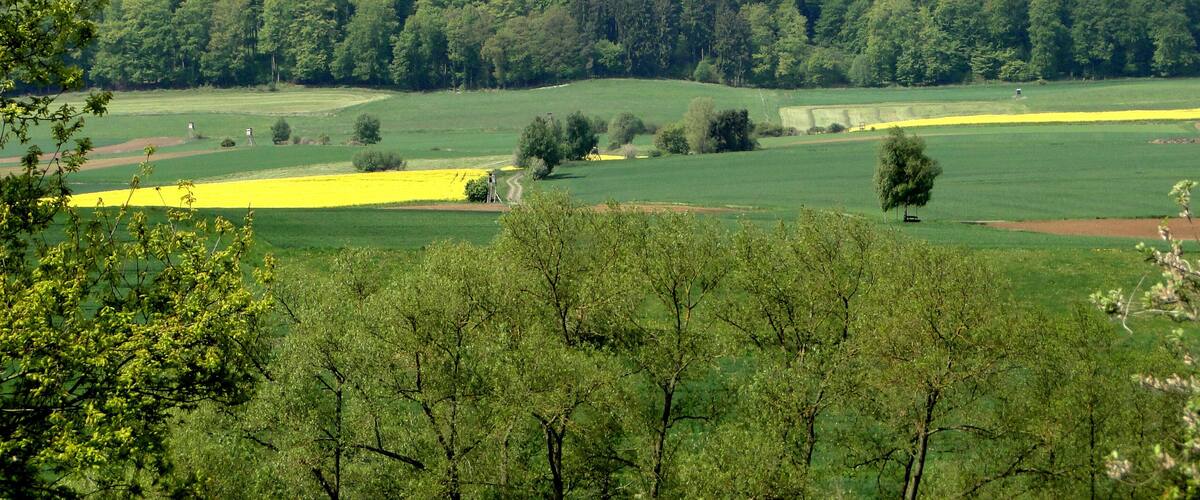 A lush green landscape with a forested hill in the background and a field of yellow flowers in the foreground.