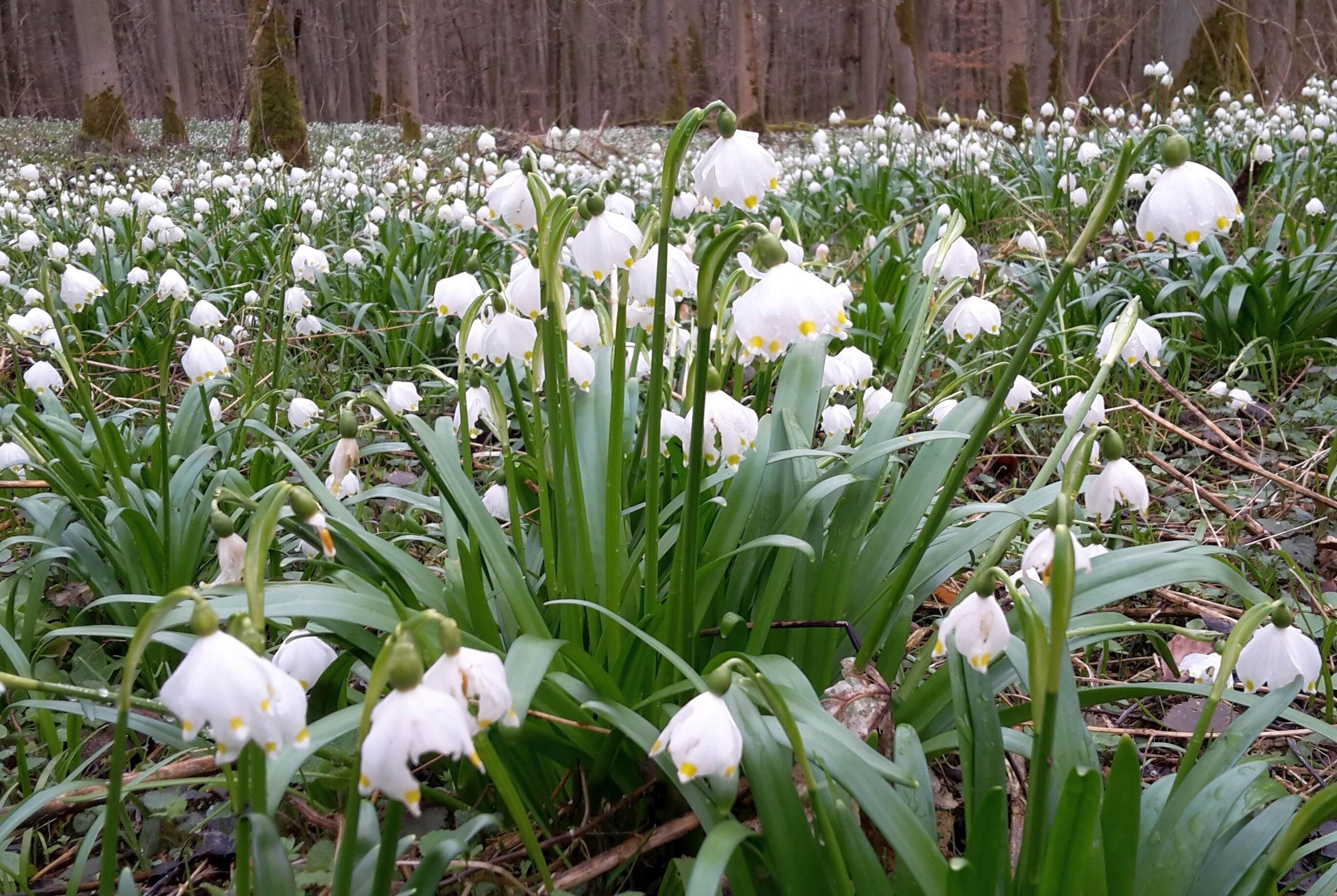 Märzenbecher 2017 nahe der Igelsaue bei Homberg an der Ohm