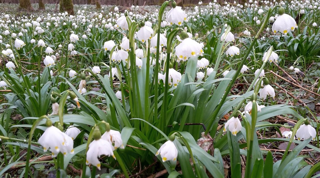 Märzenbecher 2017 nahe der Igelsaue bei Homberg an der Ohm