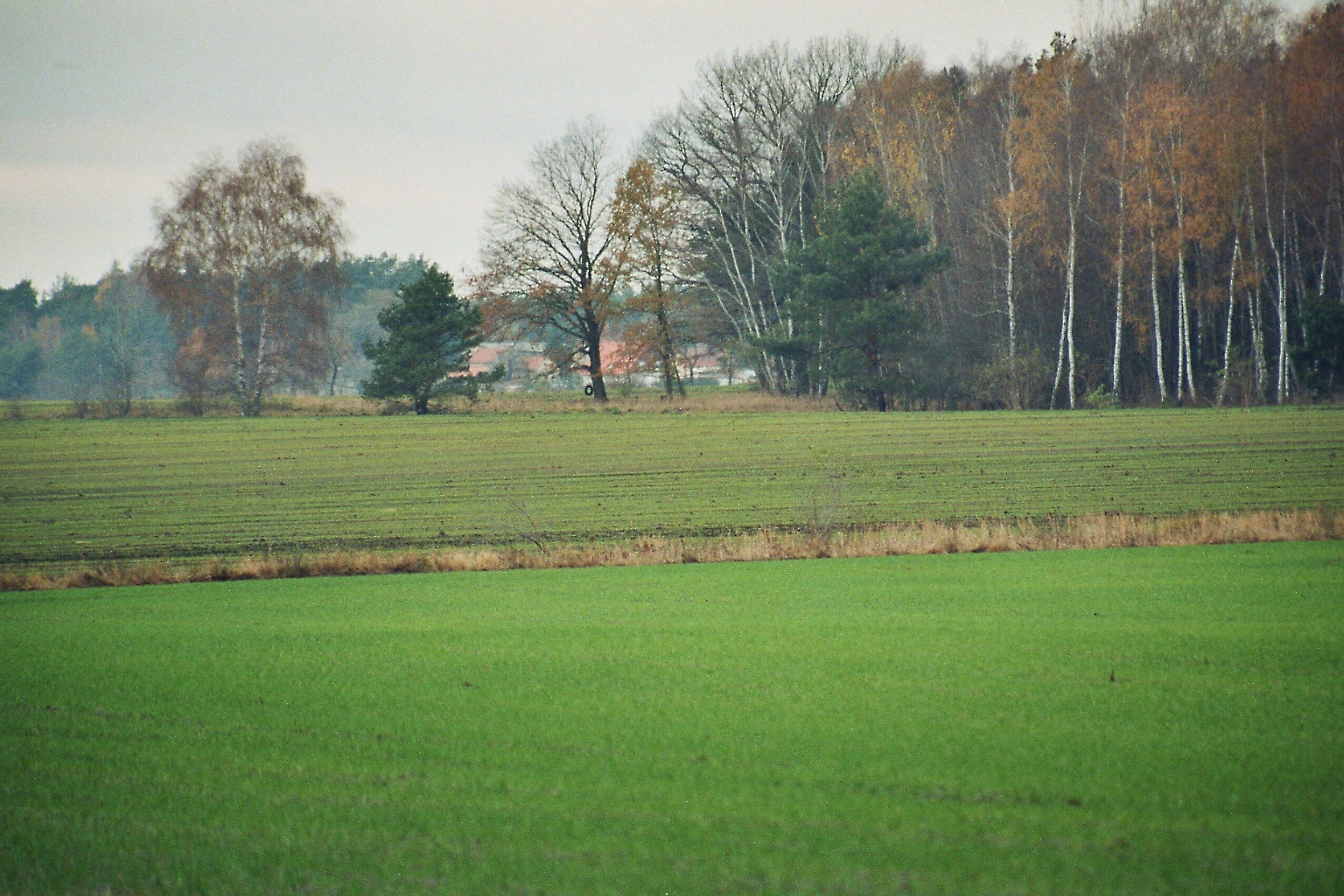 A green field with a line of trees in the background.