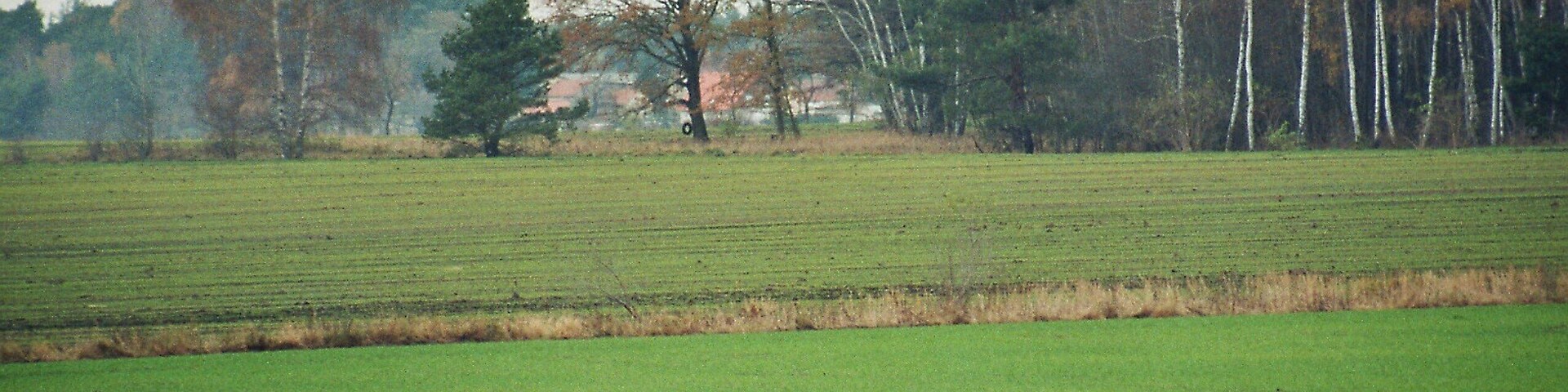 A green field with a line of trees in the background.