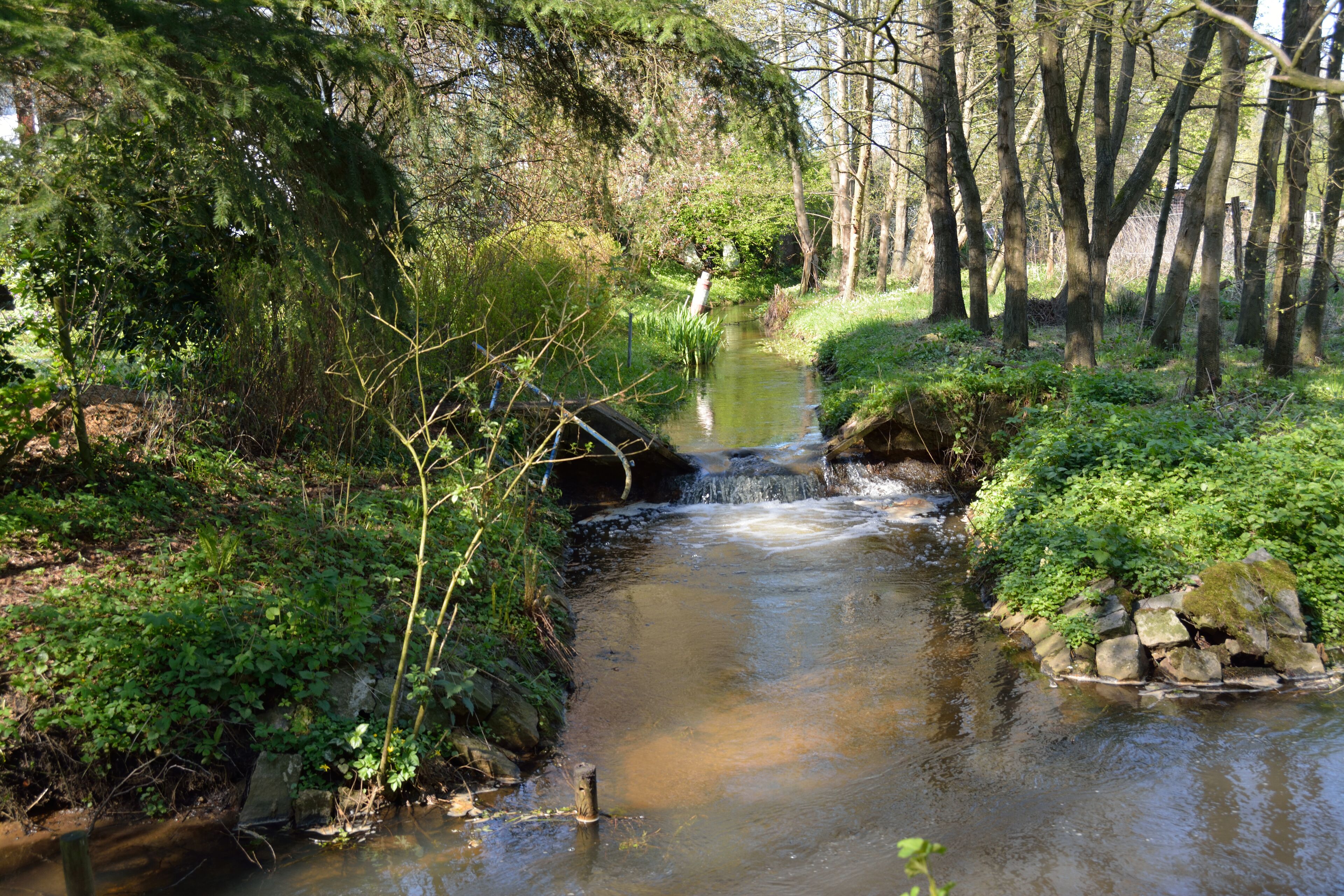 A small stream flowing through a wooded area with dense foliage and trees.