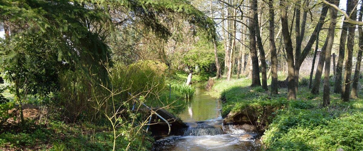 A small stream flowing through a wooded area with dense foliage and trees.