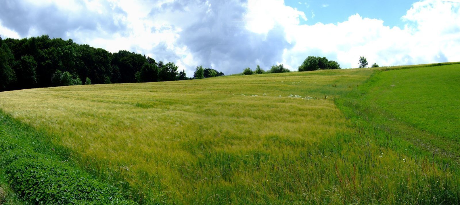A grassy field with a forest in the background and a cloudy sky.
