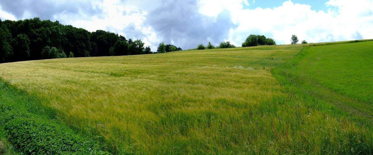 A grassy field with a forest in the background and a cloudy sky.