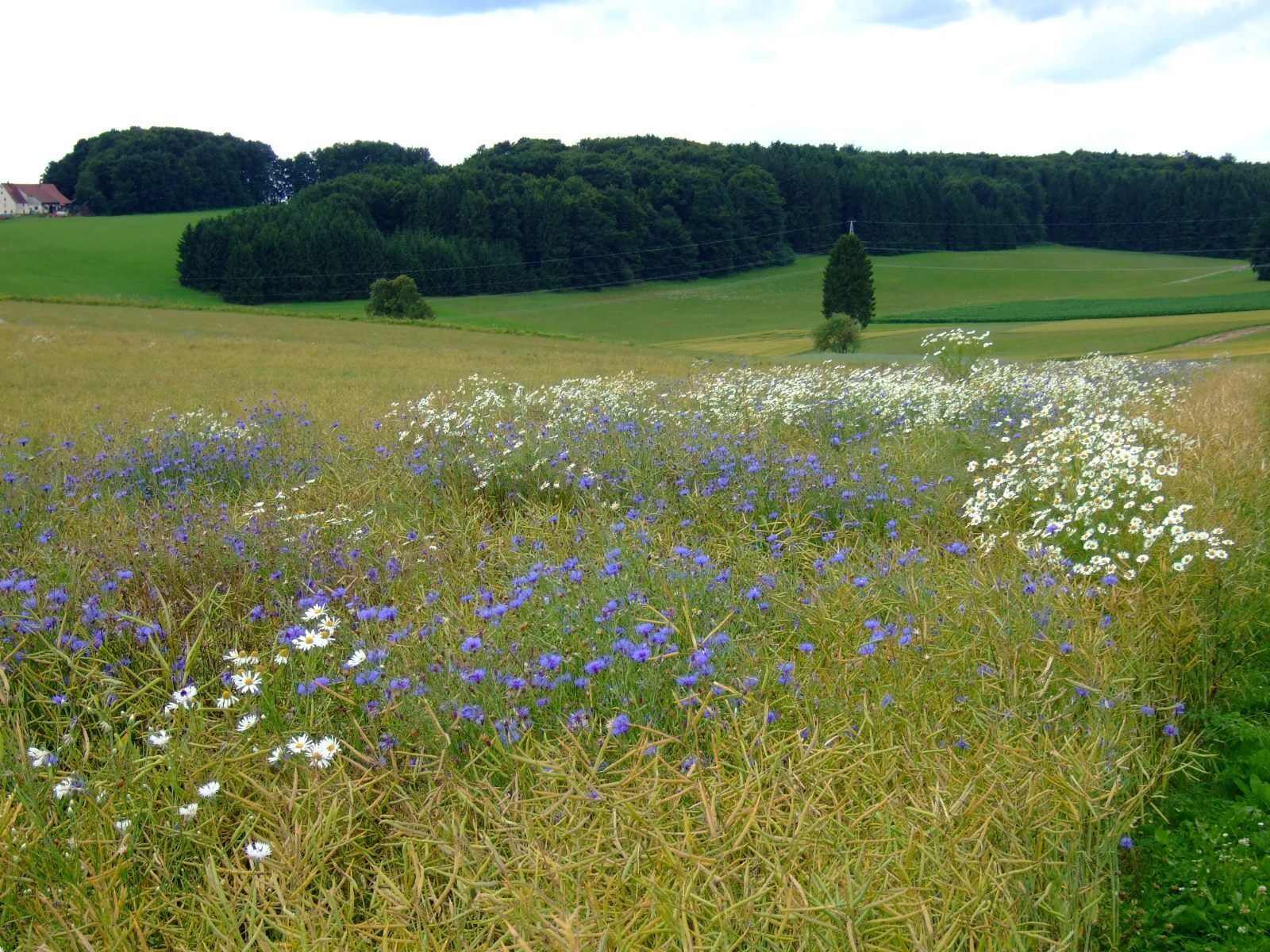 Kornblumen auf der Schwäbischen Alb