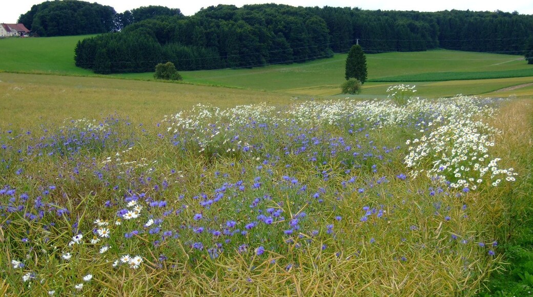 Kornblumen auf der Schwäbischen Alb