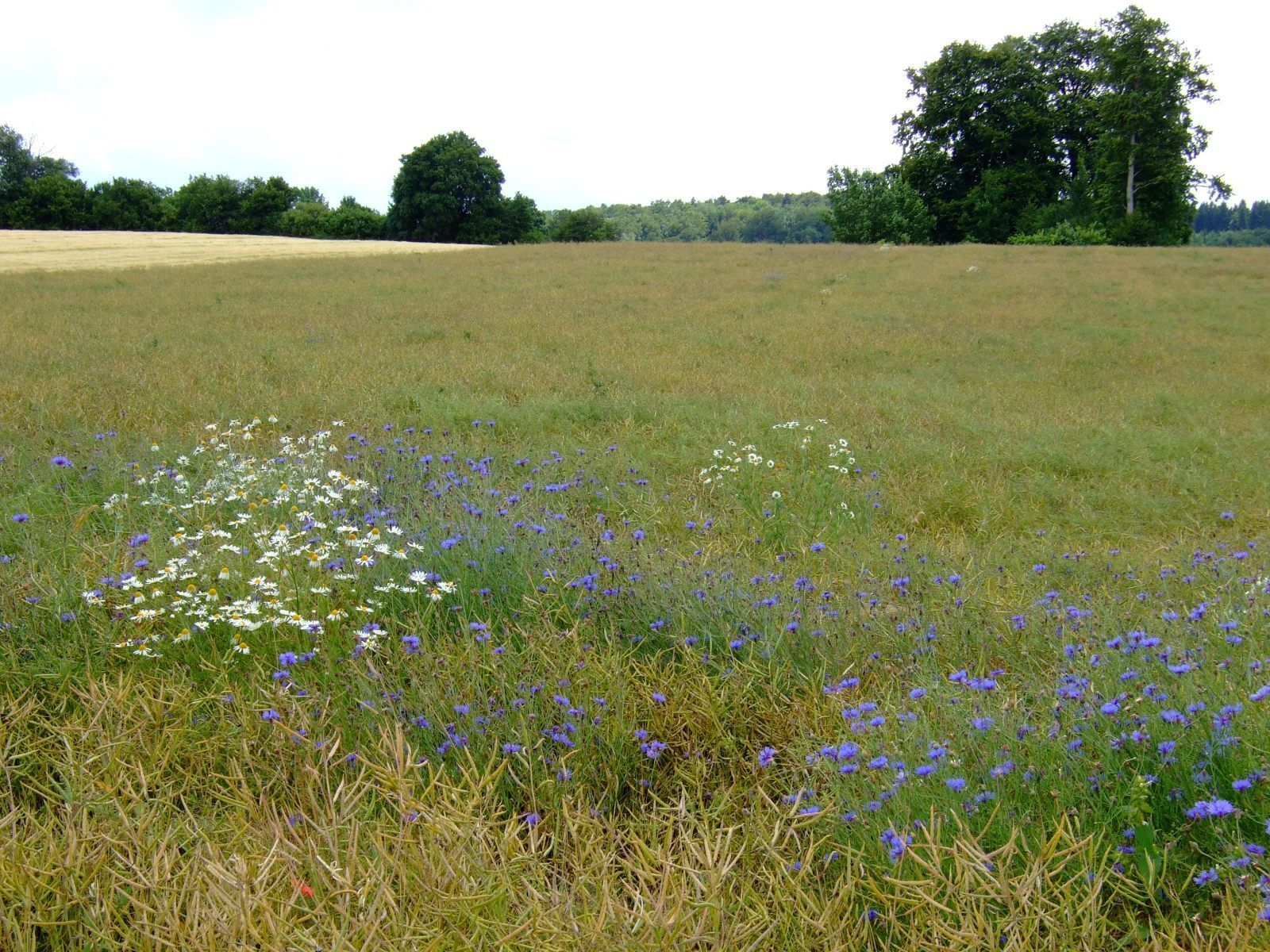 Kornblumen auf der Schwäbischen Alb