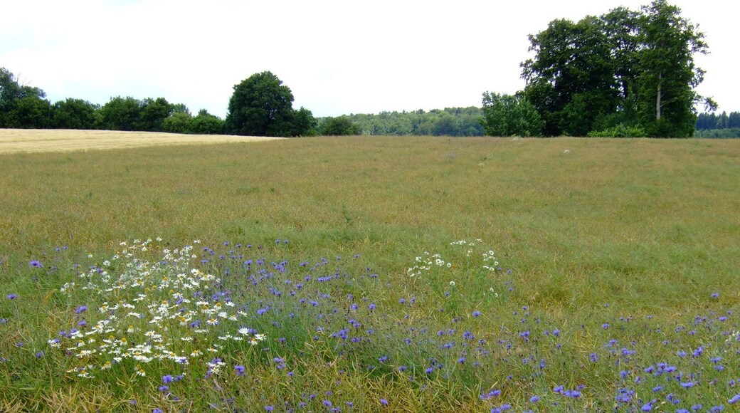 Kornblumen auf der Schwäbischen Alb