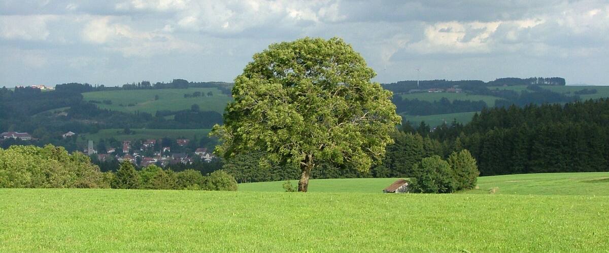 Die Esche ist dem Klima auf den Höhenrücken am besten angepasst; Untrasried.