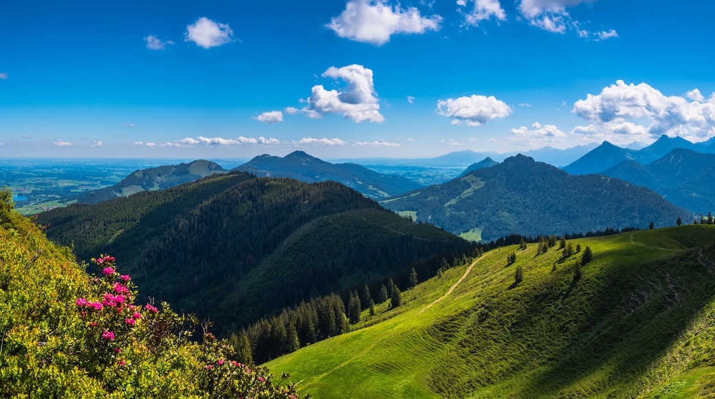 ウントラスリート