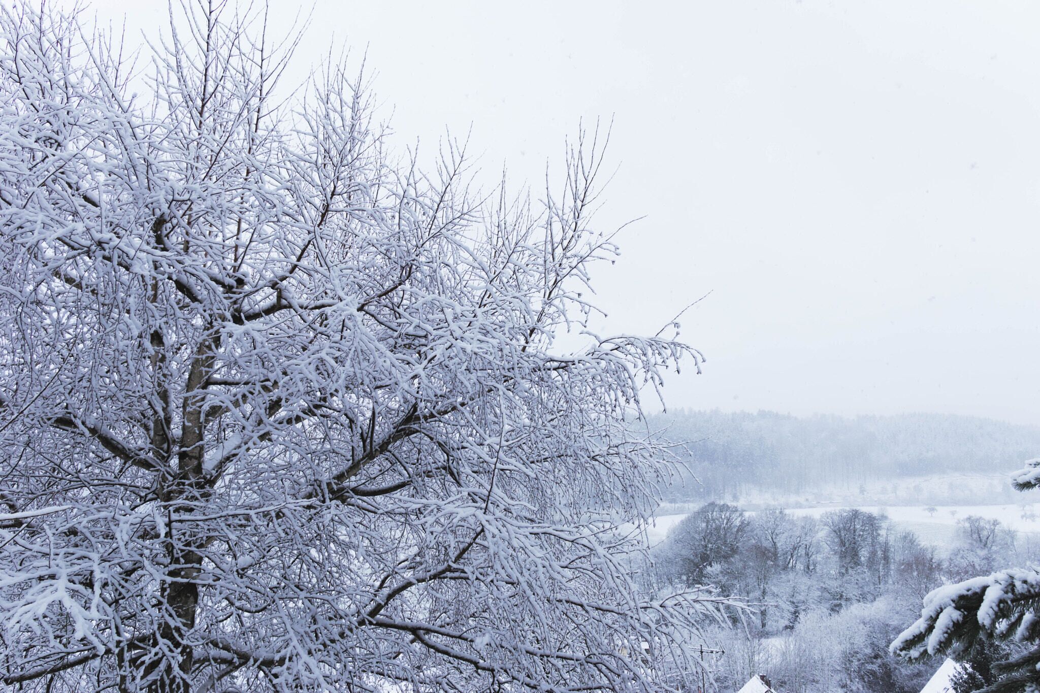 500px provided description: Garten Februar [#trees ,#forest ,#winter ,#europe ,#snow ,#germany ,#outdoors ,#discover ,#odenwald ,#nature photograph ,#roamer ,#nature pics ,#explorebc ,#exploretocreate ,#roamgermany ,#thinblueline ,#theoutdoors]