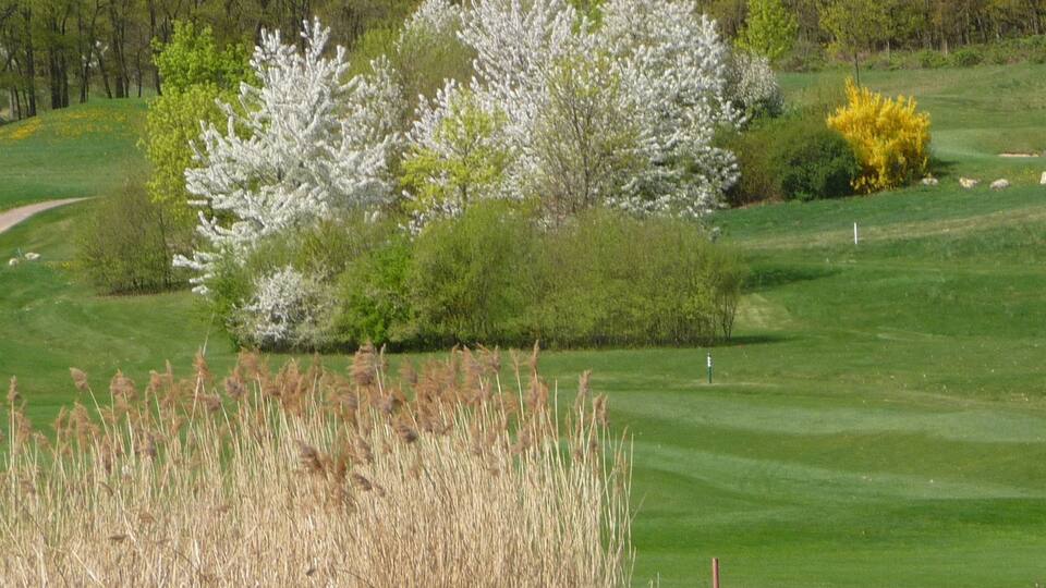 A golf course with a water body in the foreground, surrounded by trees and grass.