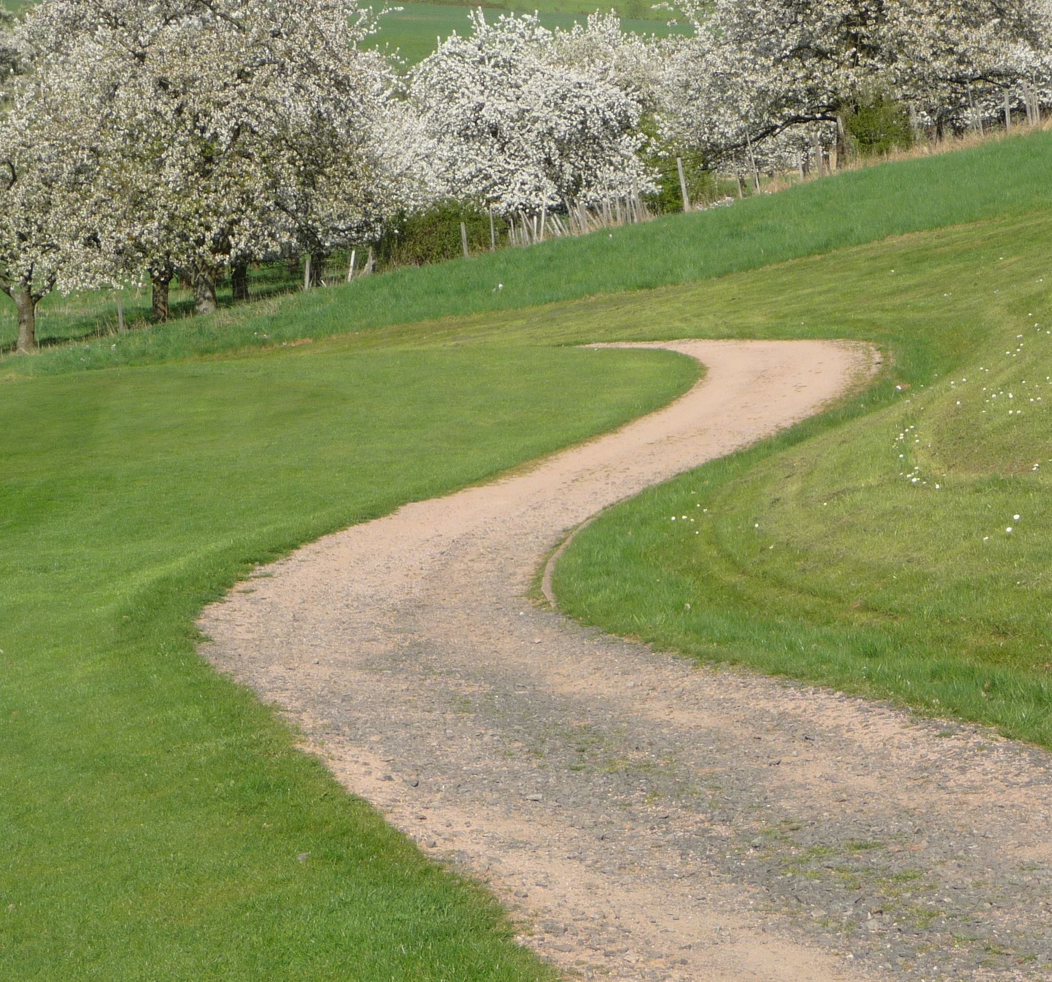 A winding gravel path through a grassy field with blooming trees.