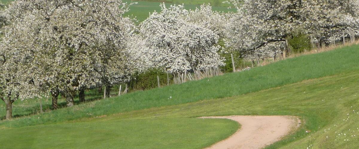 A winding gravel path through a grassy field with blooming trees.